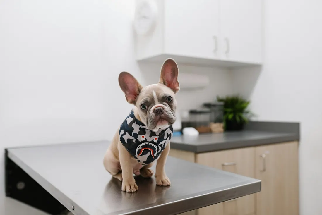 Perro en la mesa de examen durante una consulta