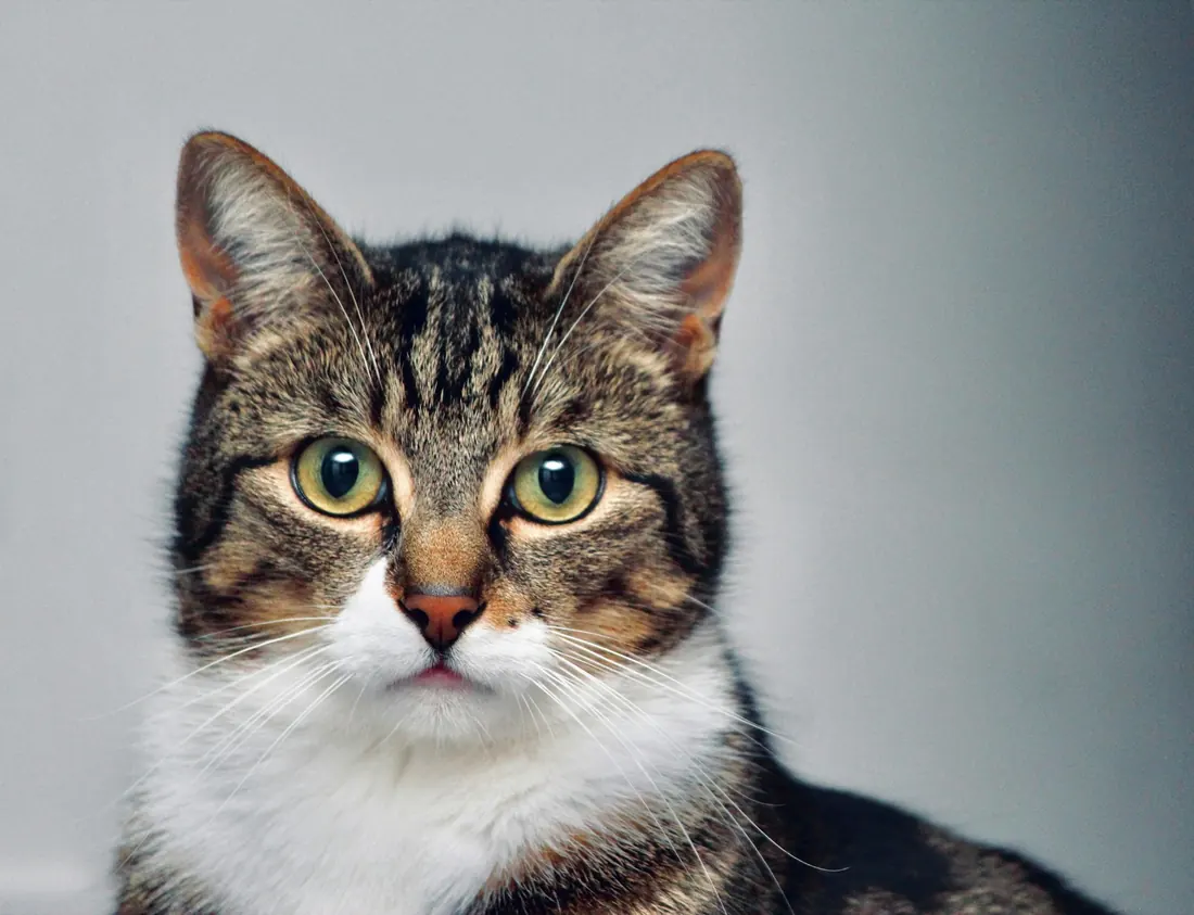 Retrato de un gato atigrado mirando a la cámara