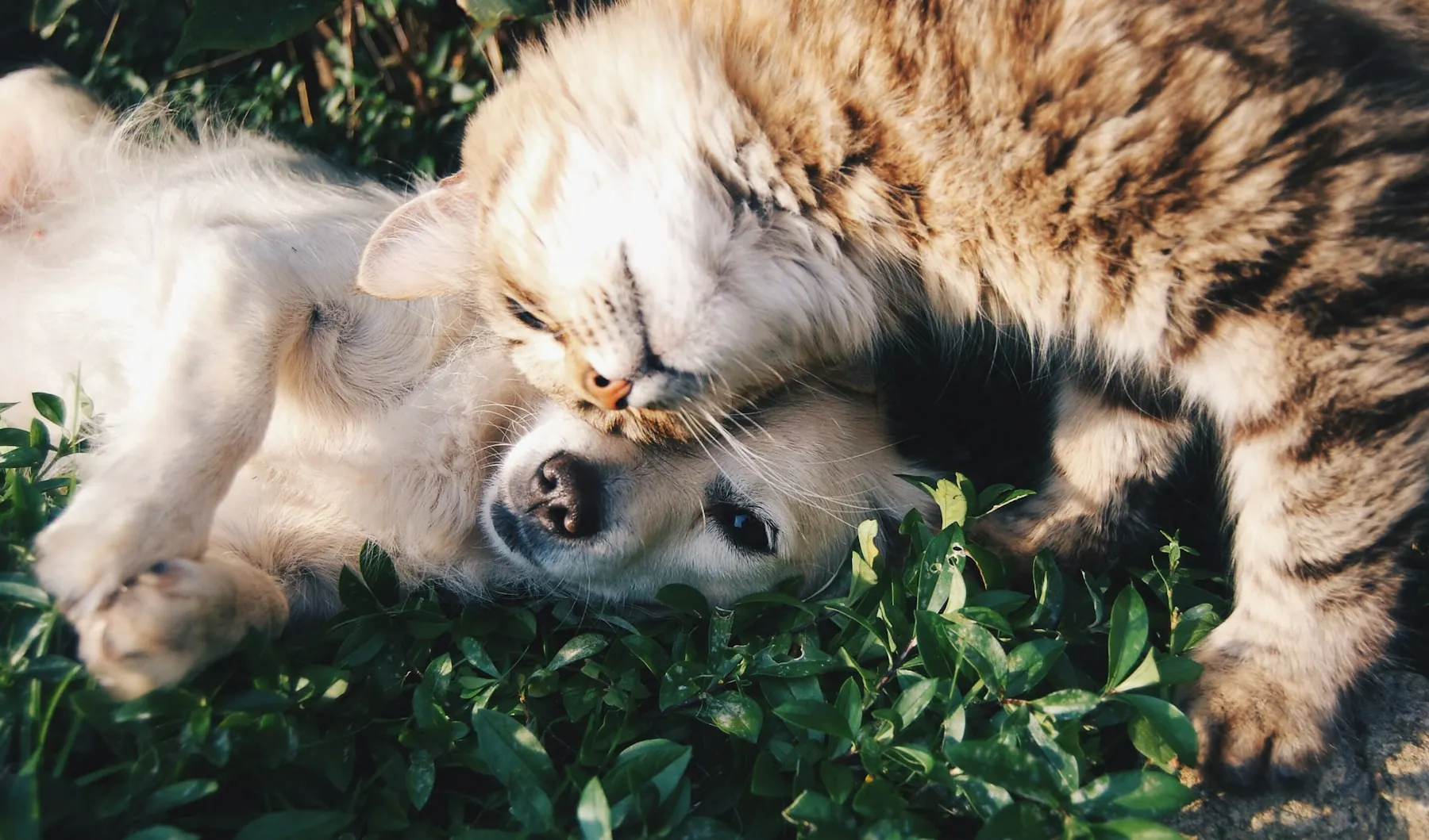 Un perro y un gato acurrucados sobre el pasto