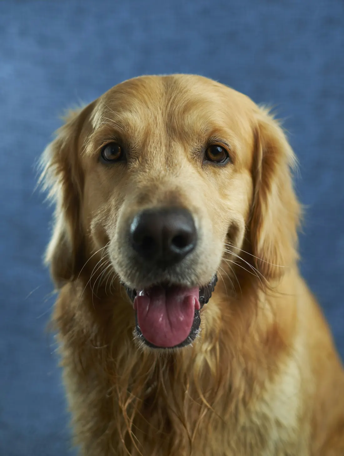 Golden retriever con la boca abierta mostrando los dientes
